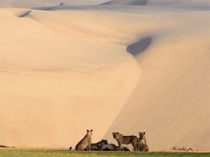 Lions au pied de la dune de Sossusvlet