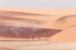 Les oryx du desert de Namibe